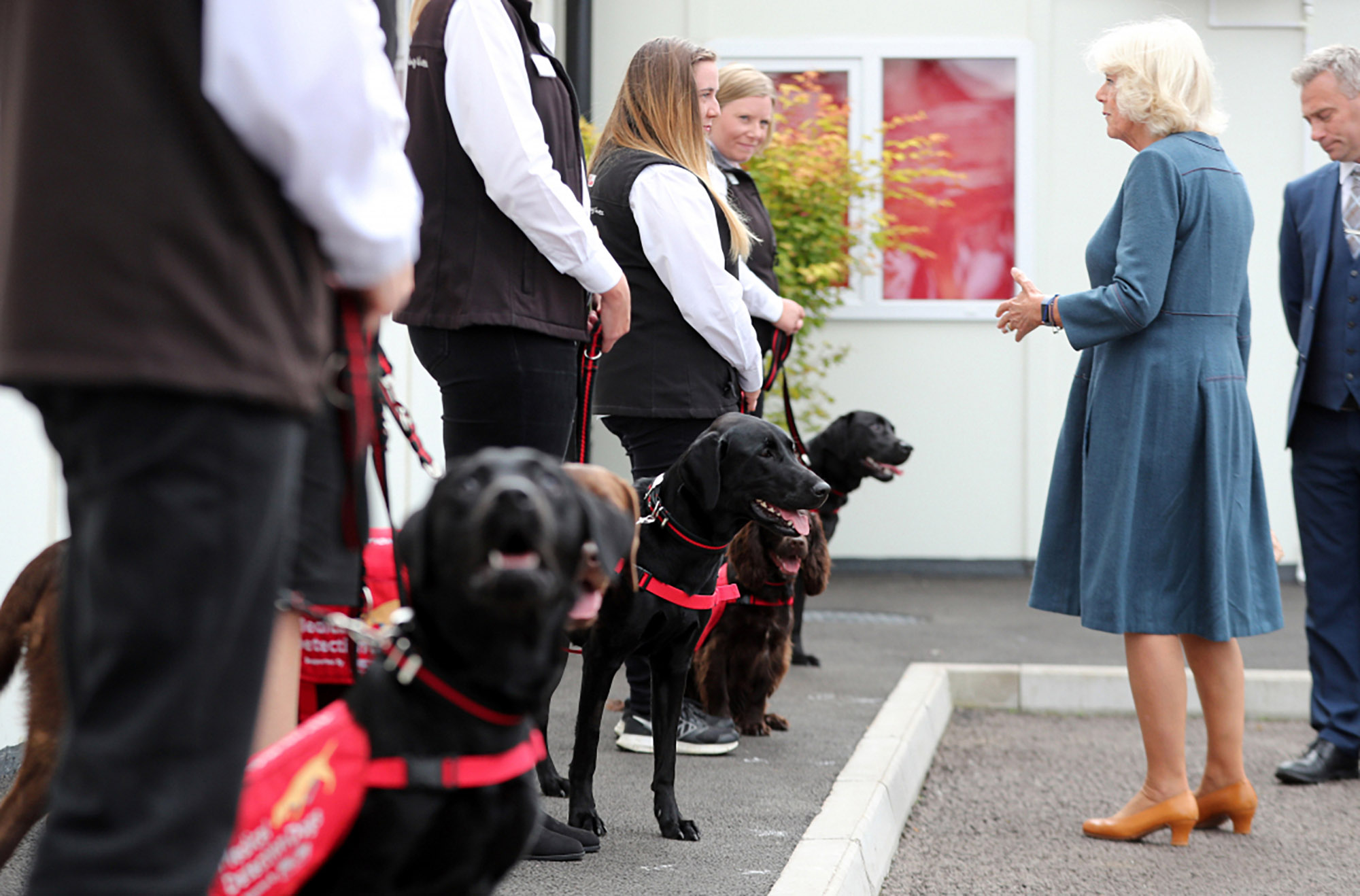 Dogs sat in a line at a film shoot for Medical Detection Dogs